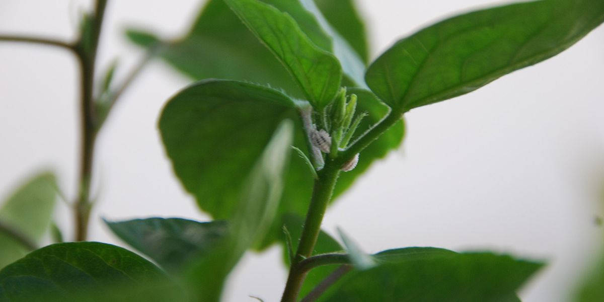 Des astuces efficaces pour sauver vos plantes d'intérieur des cochenilles