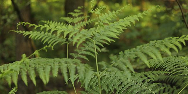 Fougère aigle (Pteridium aquilinum) : une plante imposante aux facultés surprenantes