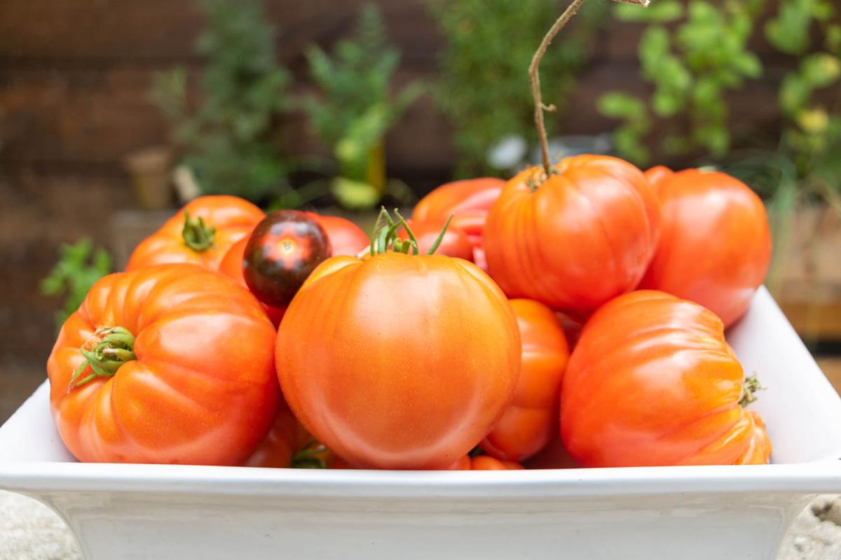 Découvrez les secrets de la tomate ananas : un fruit délicieux à cultiver