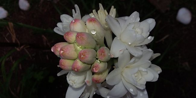 Tubéreuse (Polianthes tuberosa), bulbeuse d’automne odorante