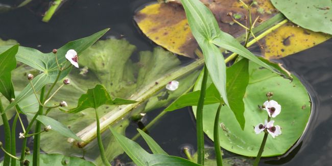 Flèche d'eau (Sagittaria sagittifolia), une plante vivace semi-aquatique