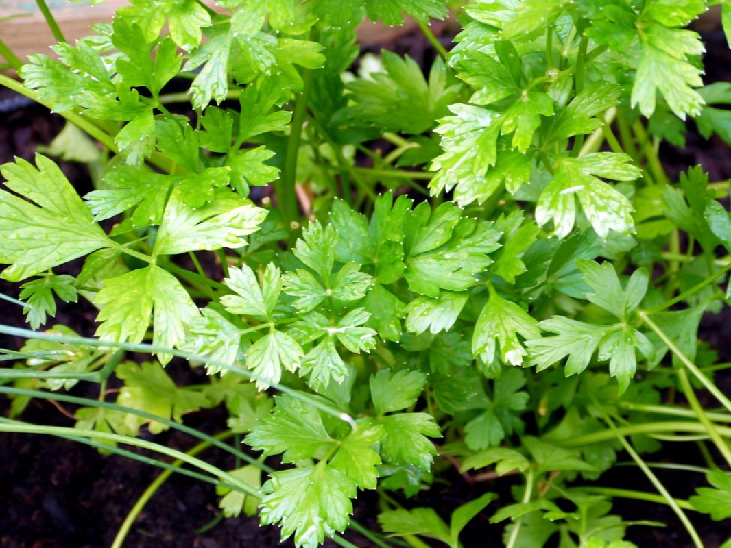 Persil : semis, culture et emplacements idéaux
