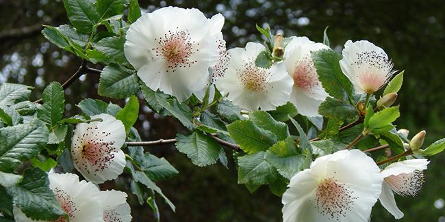 Eucryphia : un arbuste élégant aux fleurs blanches parfumées