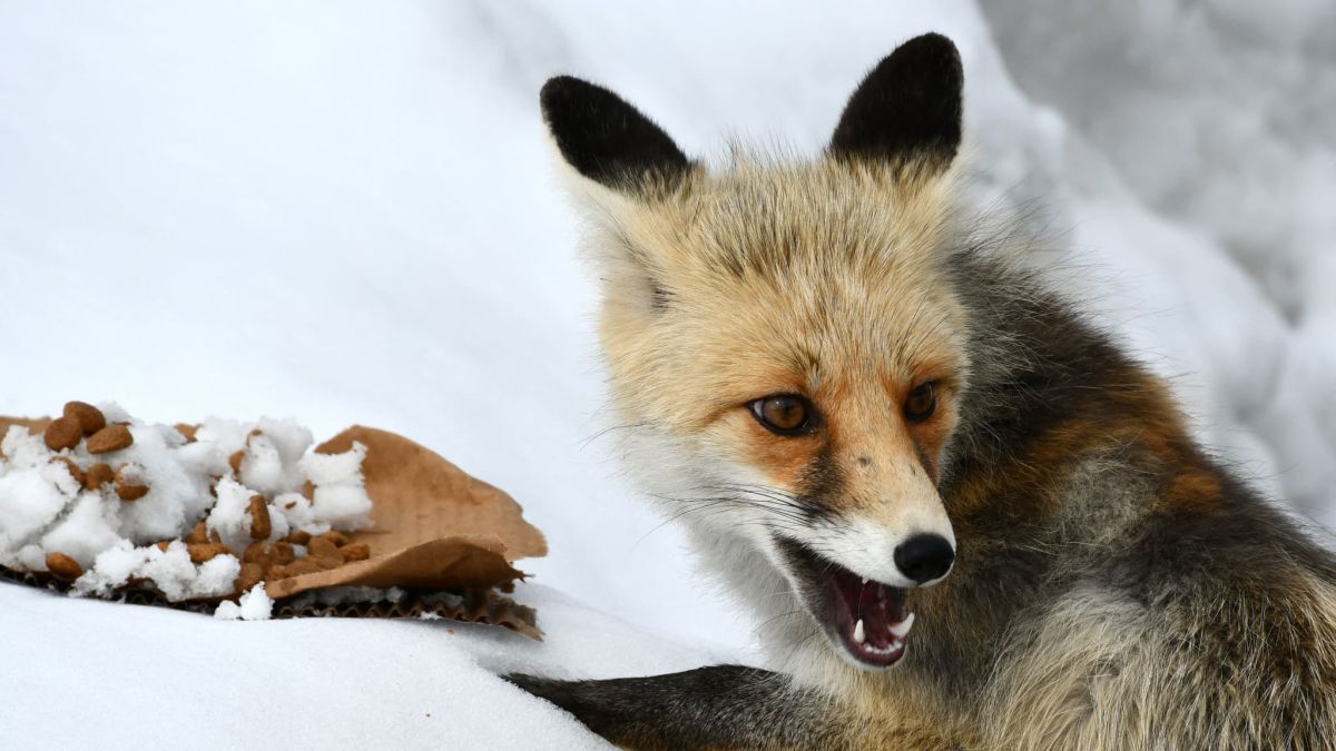 Espèces nuisibles : la cohabitation au cœur du débat