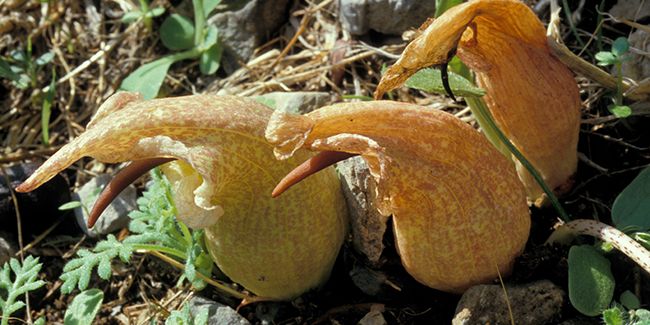 Biarum : la fleur mystérieuse qui émerge du sol