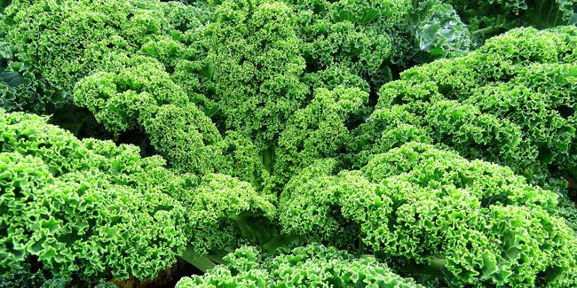 Chou kale, un légume aux nombreuses vertus