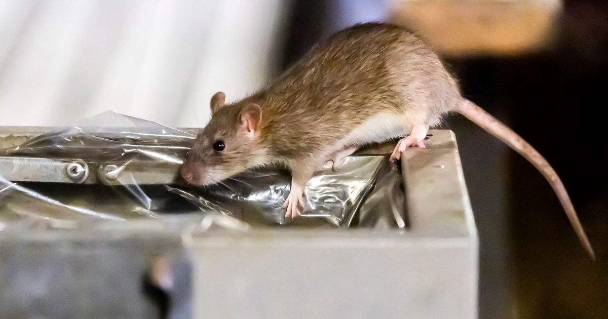 Montluçon s'attaque aux rats : une campagne de dératisation en cours