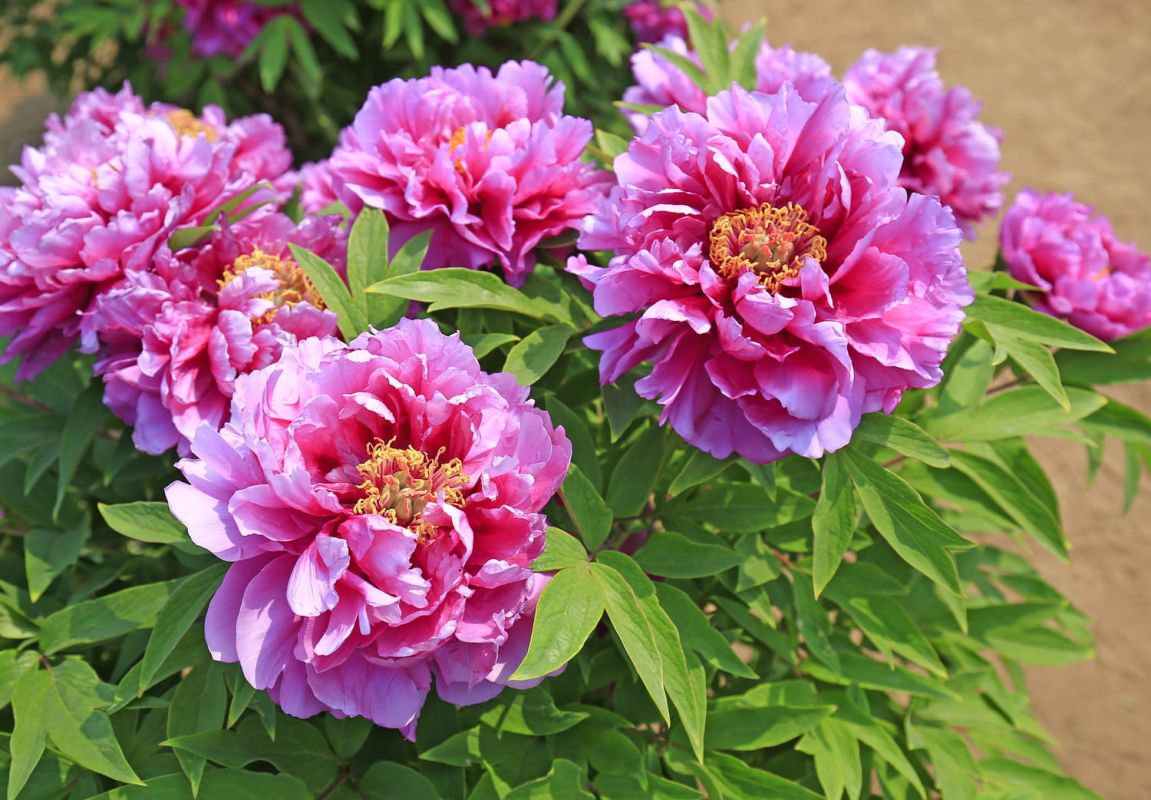 Pivoine en pot : plantation, entretien et floraison