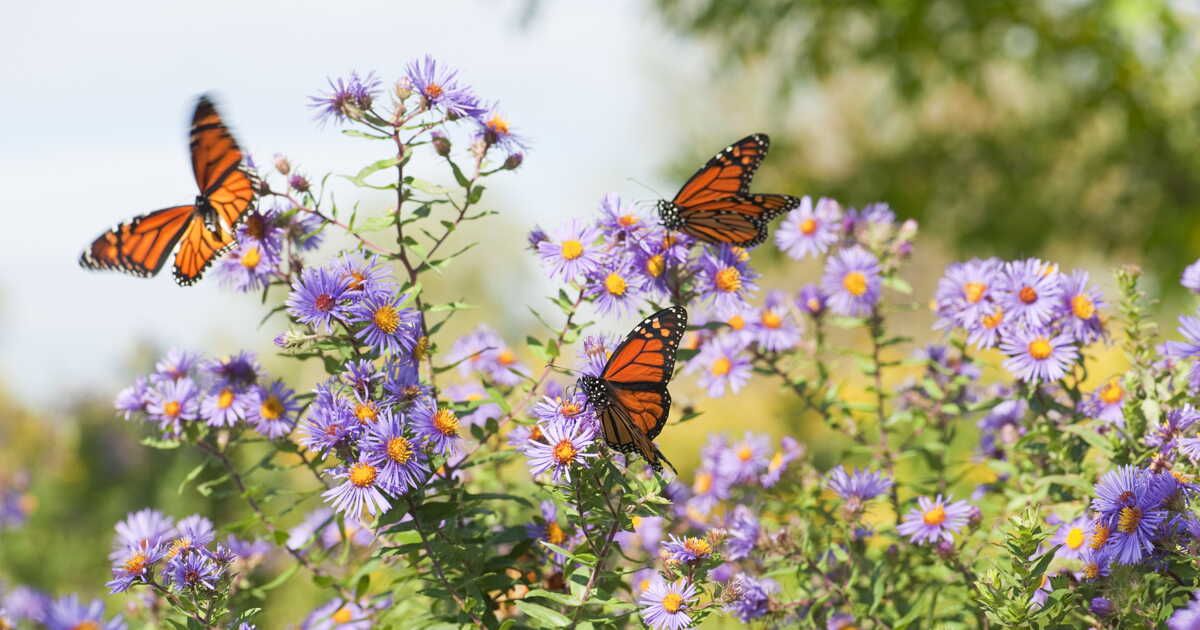 Asters : Les fleurs incontournables de l'automne à cultiver sans hésitation
