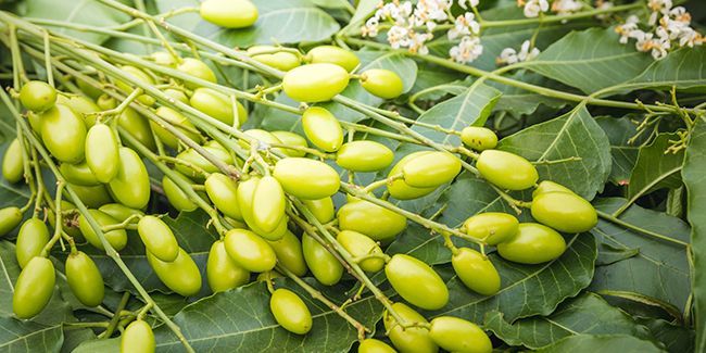 Les secrets du Neem, un trésor de la médecine ayurvédique