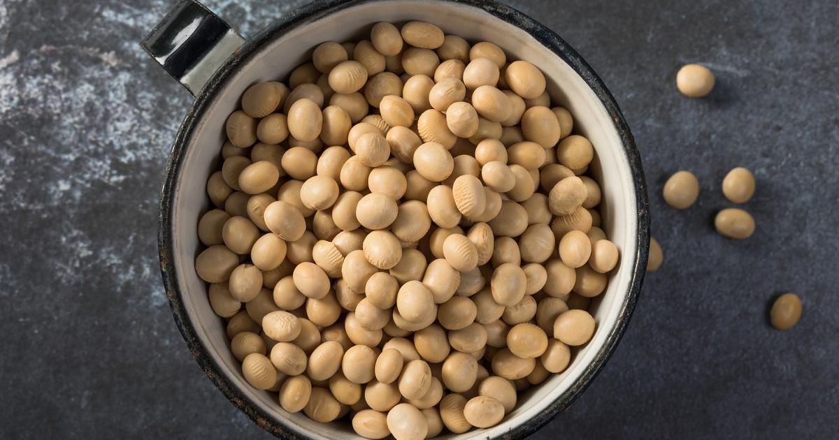 Le soja sous les projecteurs : entre éloges et controverses