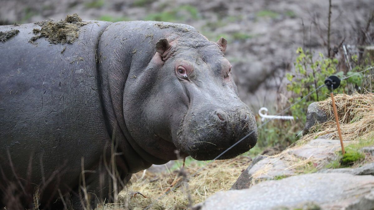 Abattage controversé : la Colombie face au dilemme des hippopotames d'Escobar