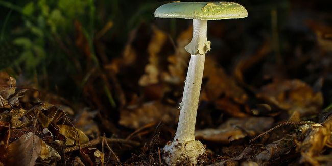 Amanite phalloïde : le champignon mortel à éviter