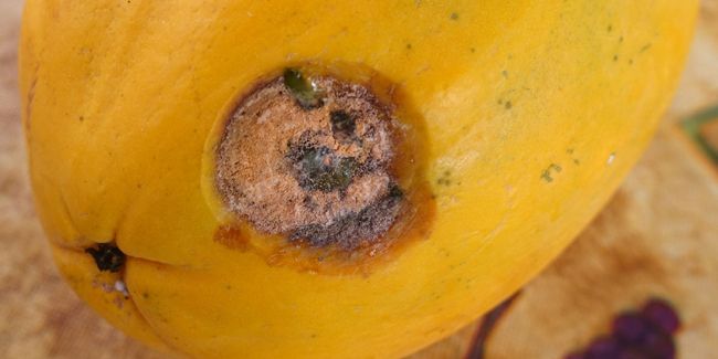 L’anthracnose : prévenir et traiter efficacement cette maladie des plantes