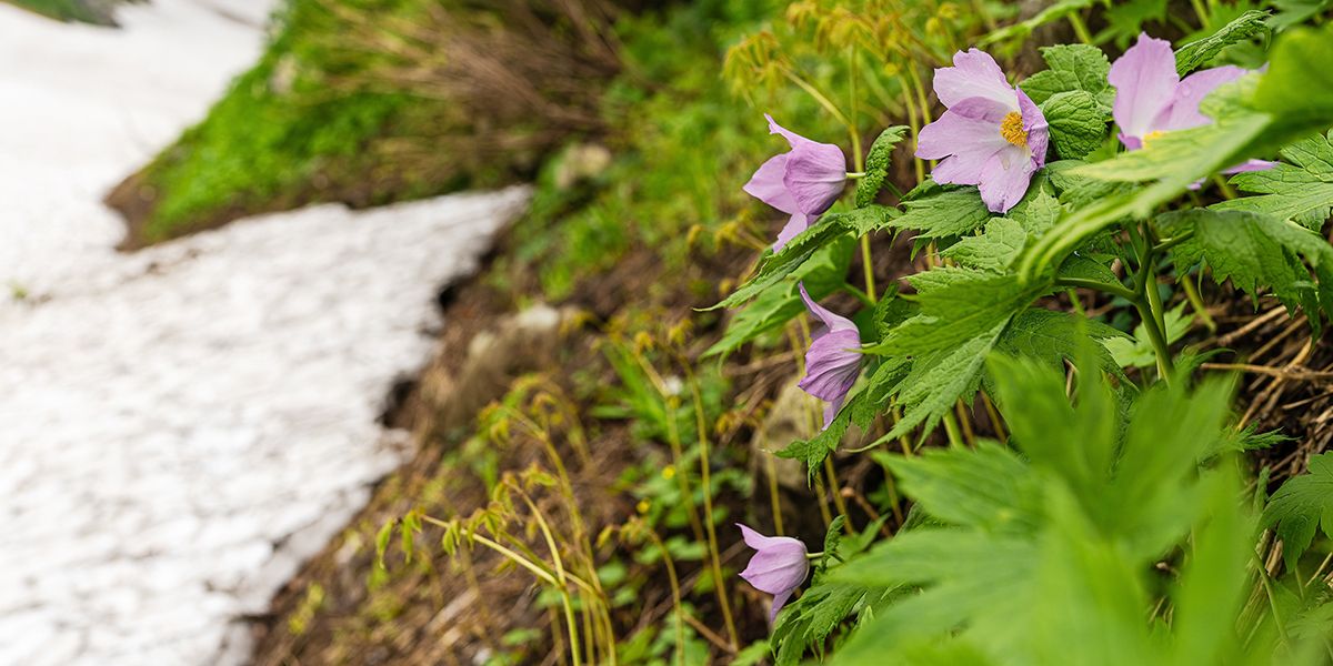 À la découverte du glaucidium palmatum, trésor des sous-bois