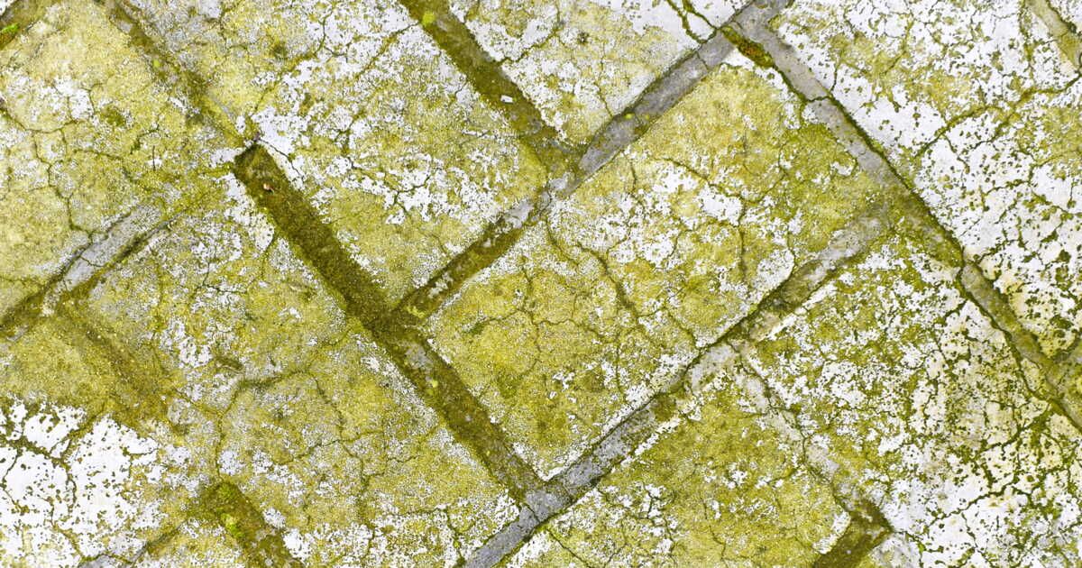 Dites adieu aux mousses : astuces pour nettoyer vos pavés extérieurs