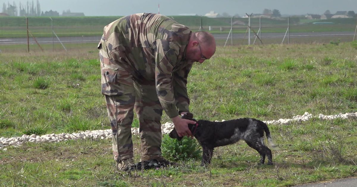 Une chienne dynamique prend son poste à la base aérienne d'Orléans-Bricy