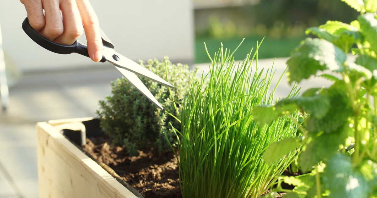Cultiver ses plantes aromatiques : les astuces d'un expert