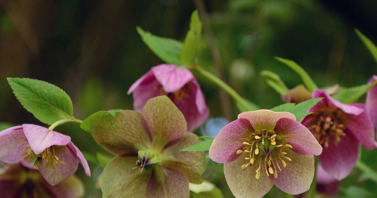 L'hellébore, la fleur des merveilles hivernales