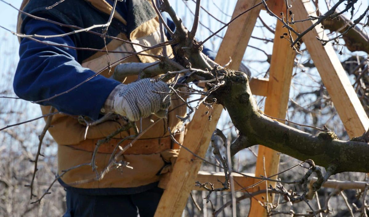 Comment sauver un arbre taillé trop court et relancer sa croissance