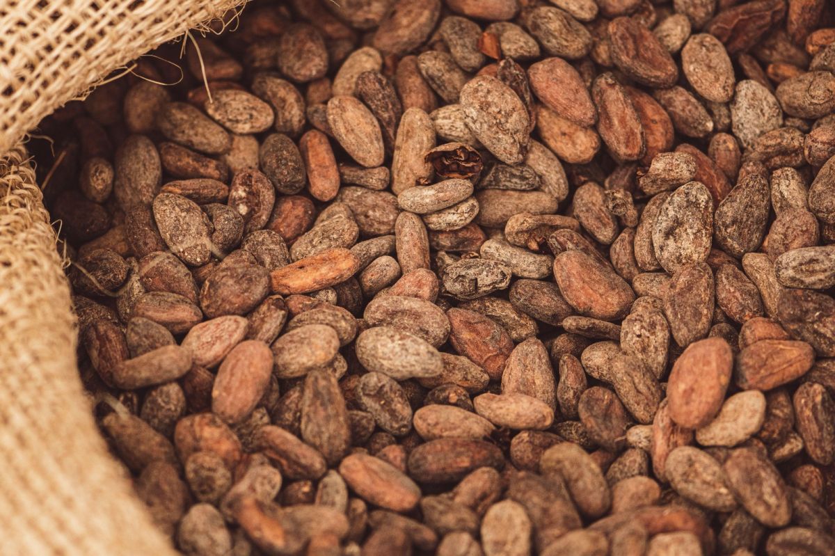 La nouvelle loi de Lula pour protéger le cacao brésilien