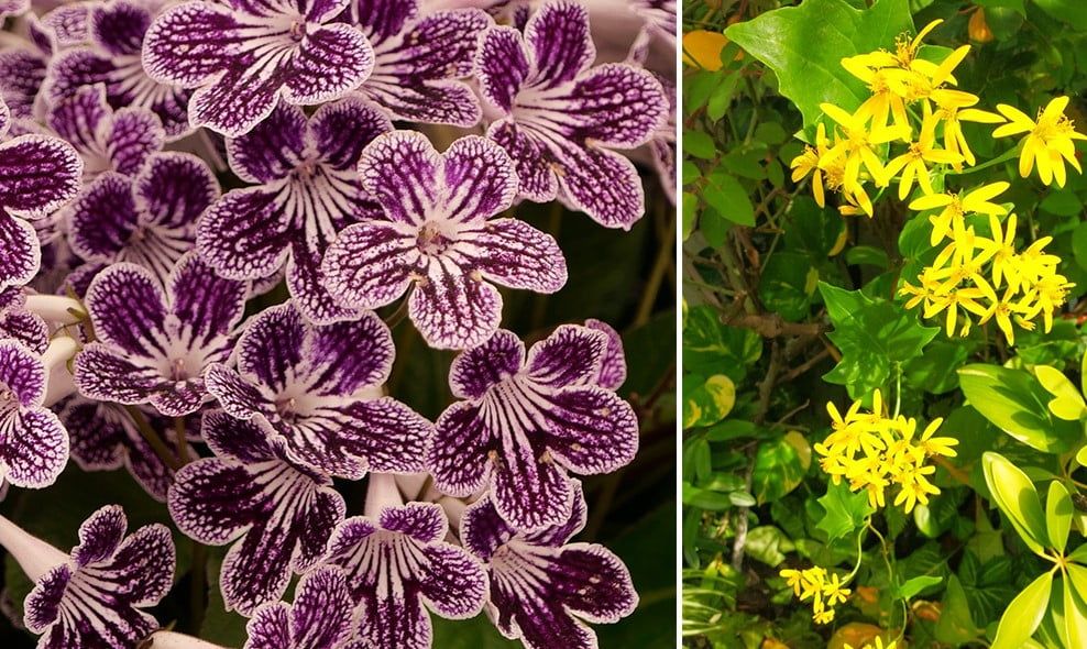 Découvrez les 30 fleurs d'hiver qui embellissent votre jardin