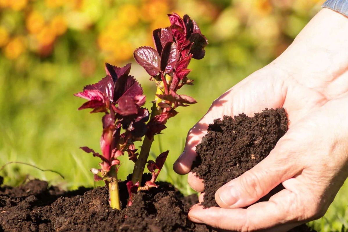 Découvrez l'engrais naturel qui transforme vos rosiers en fleurs éclatantes