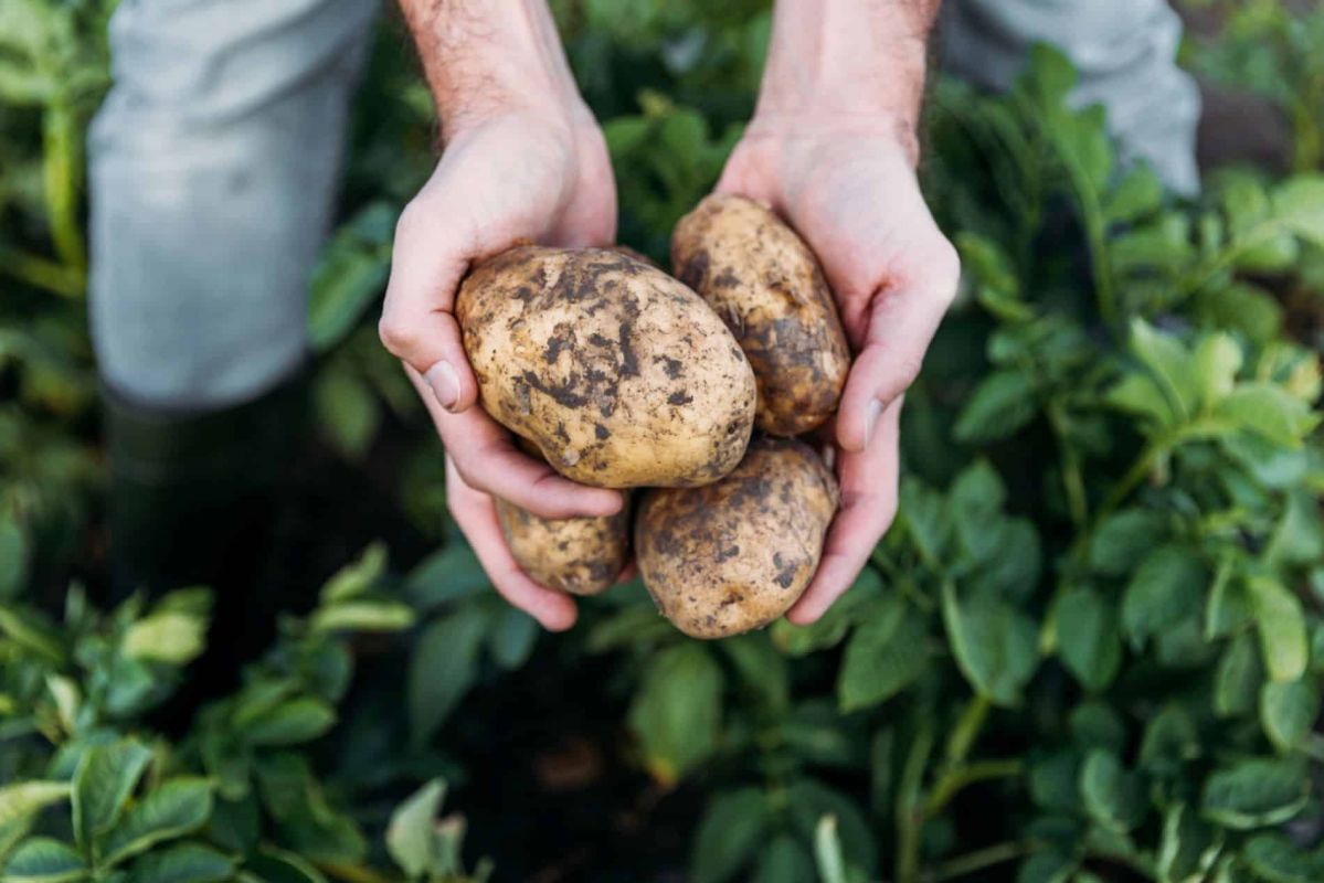 Cultivez vos propres pommes de terre sur votre balcon : 5 astuces incontournables