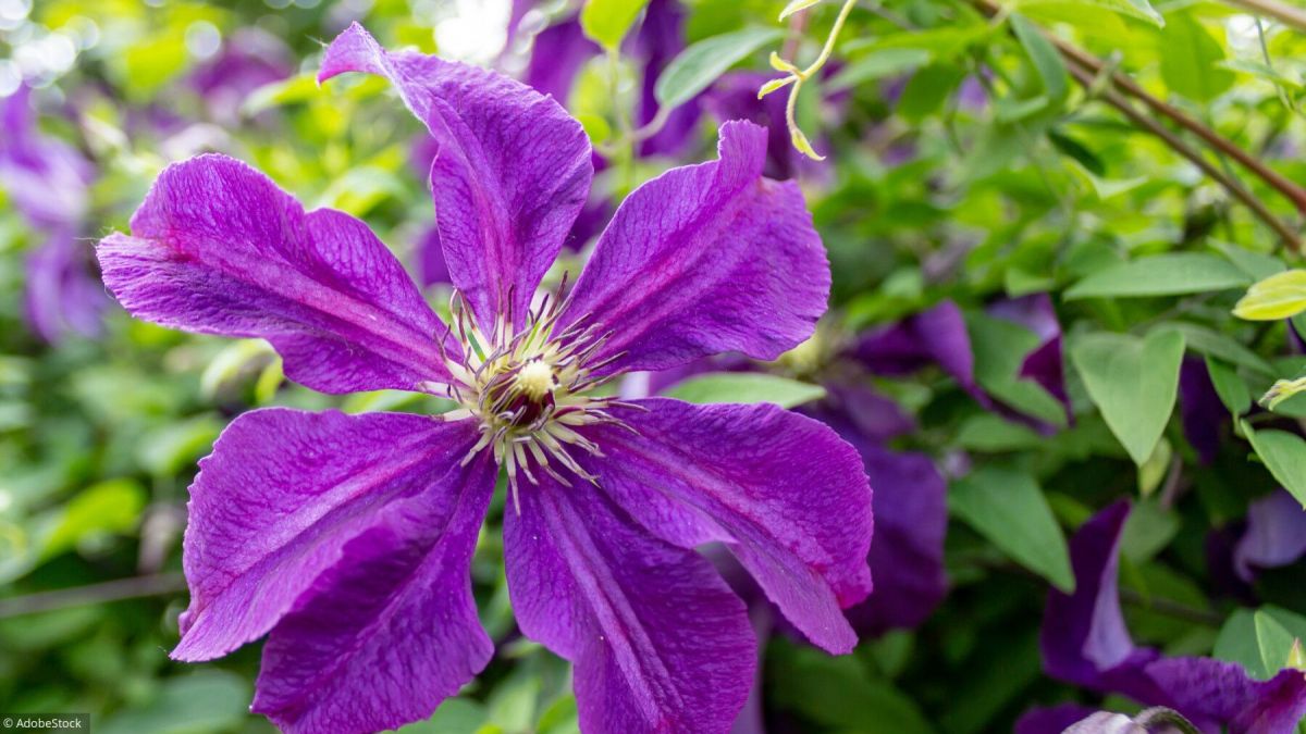 Secrets pour cultiver des clématites éclatantes dans votre jardin