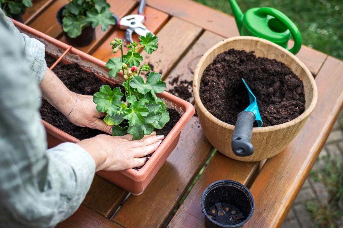 Transformez votre vieux terreau : 4 astuces étonnantes pour le réutiliser