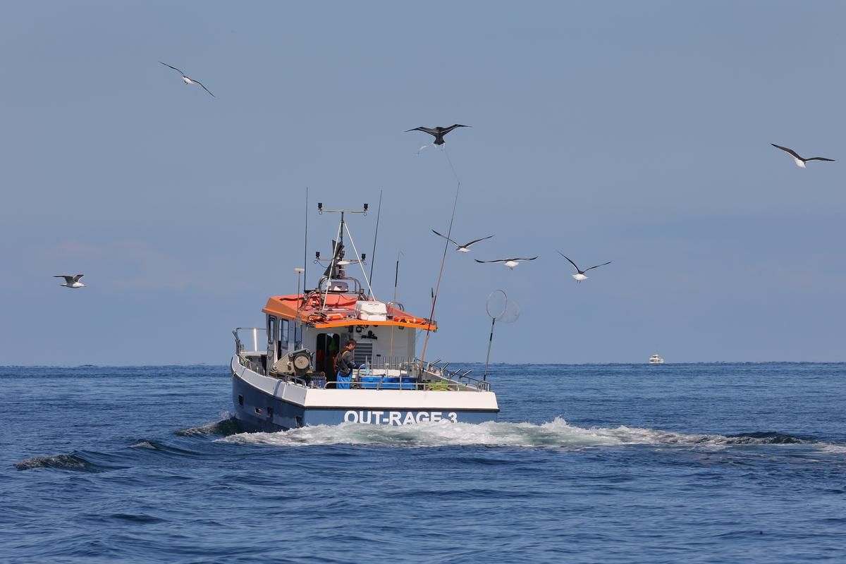 Des cerfs-volants pour protéger les oiseaux marins au large de La Rochelle
