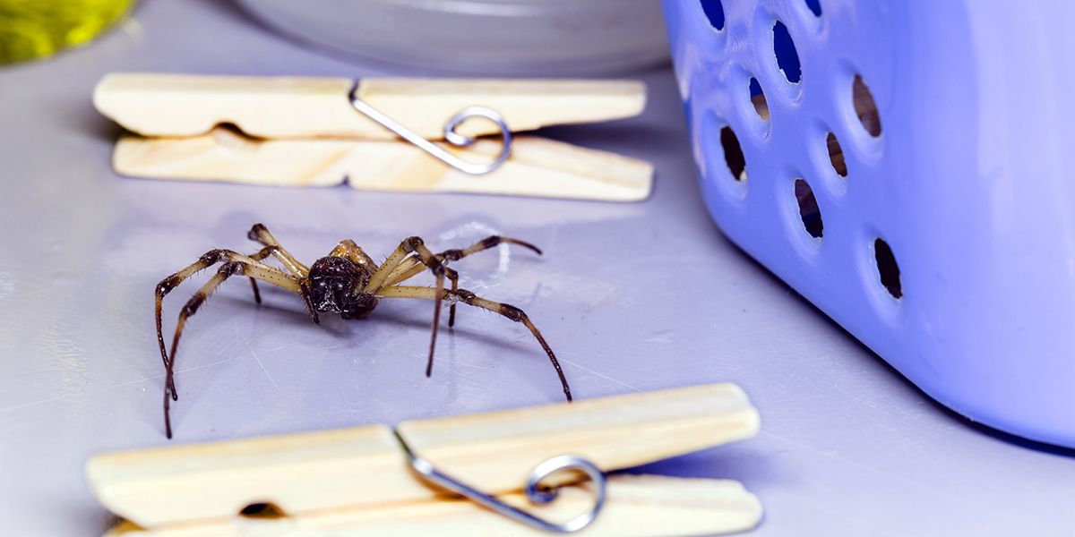 Des solutions simples pour vivre sans araignées à la maison