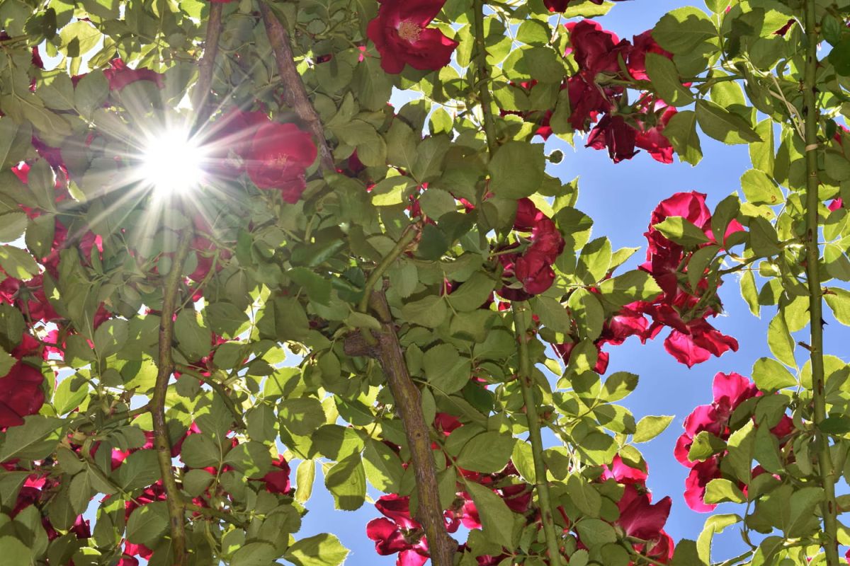 Vague de chaleur au jardin : comment préserver vos plantes face à la chaleur