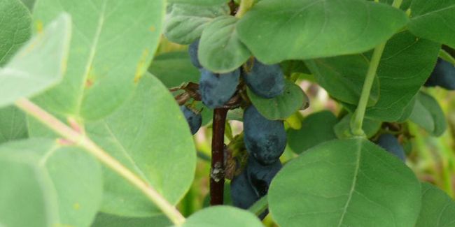 Camérisier (Lonicera caerulea), chèvrefeuille comestible