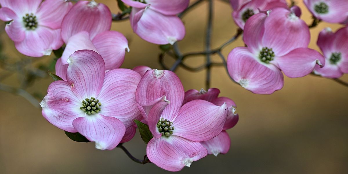 À la découverte du cornouiller à fleurs, un trésor botanique