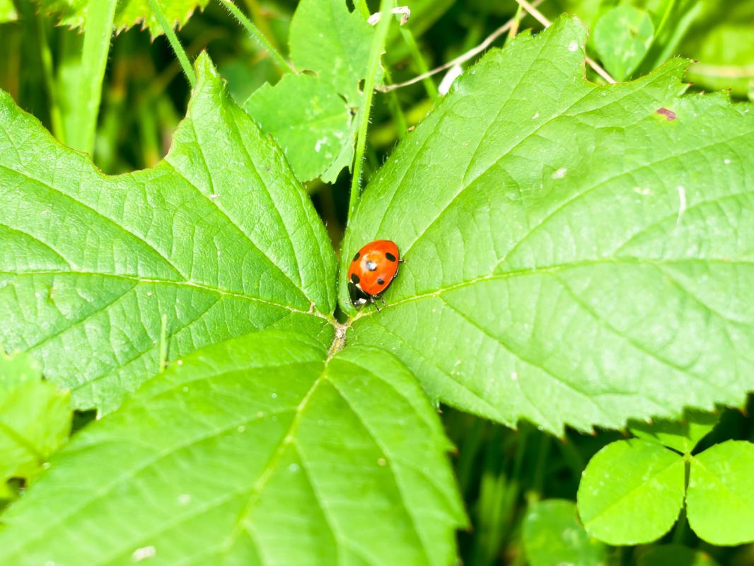 Attirez les coccinelles au jardin pour une biodiversité florissante
