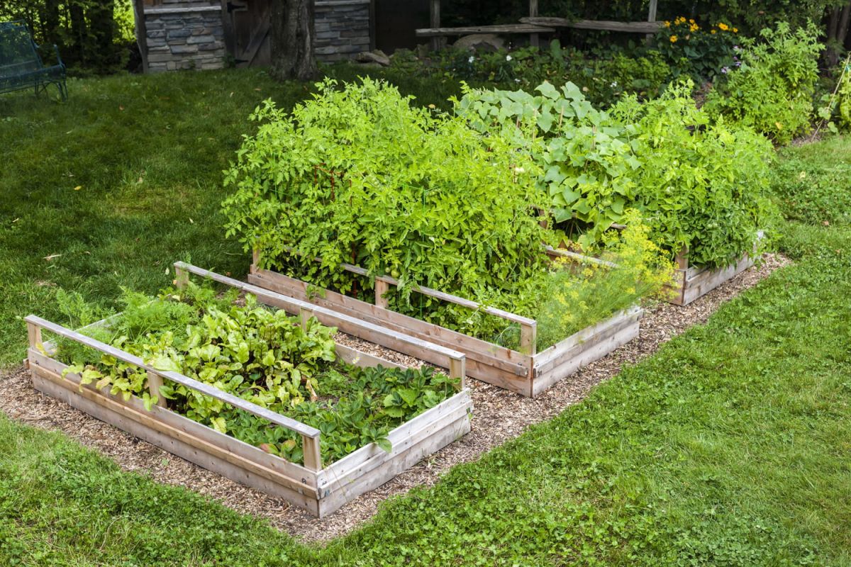 Découvrir la culture en lasagne pour un jardin florissant
