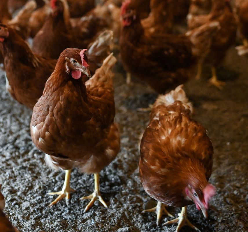 La controverse des méga-poulaillers : entre production et préoccupations environnementales