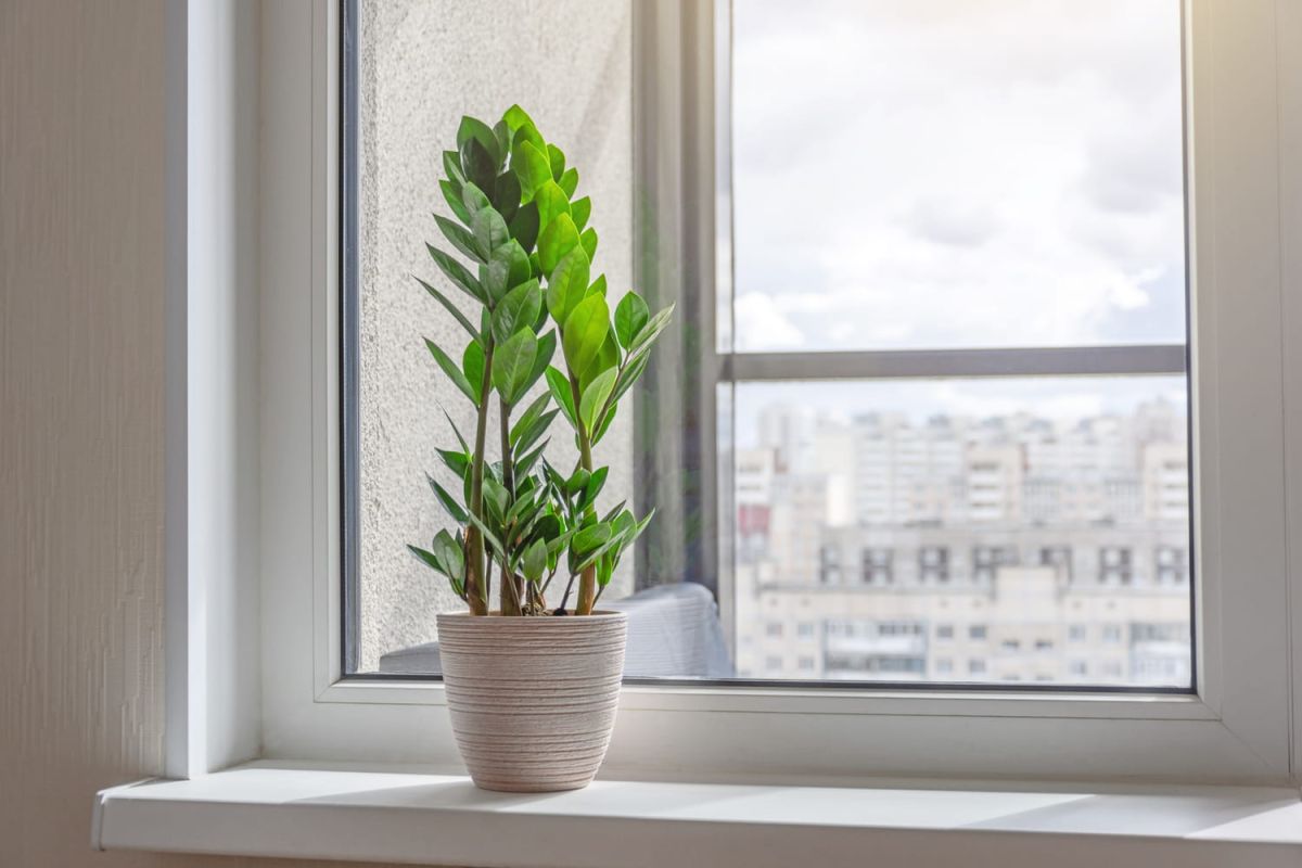 Des plantes increvables pour les amateurs de verdure débutants