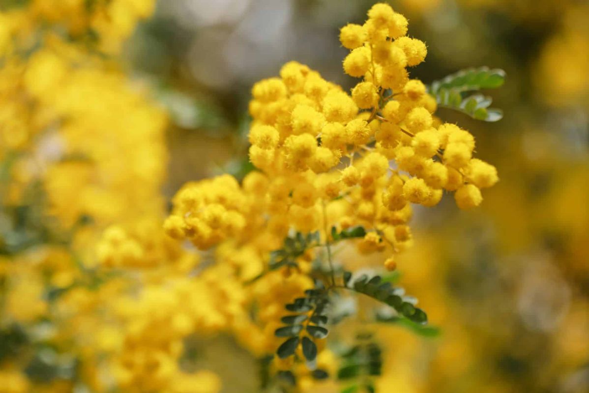 Les secrets du mimosa : pourquoi ne fleurit-il pas ?
