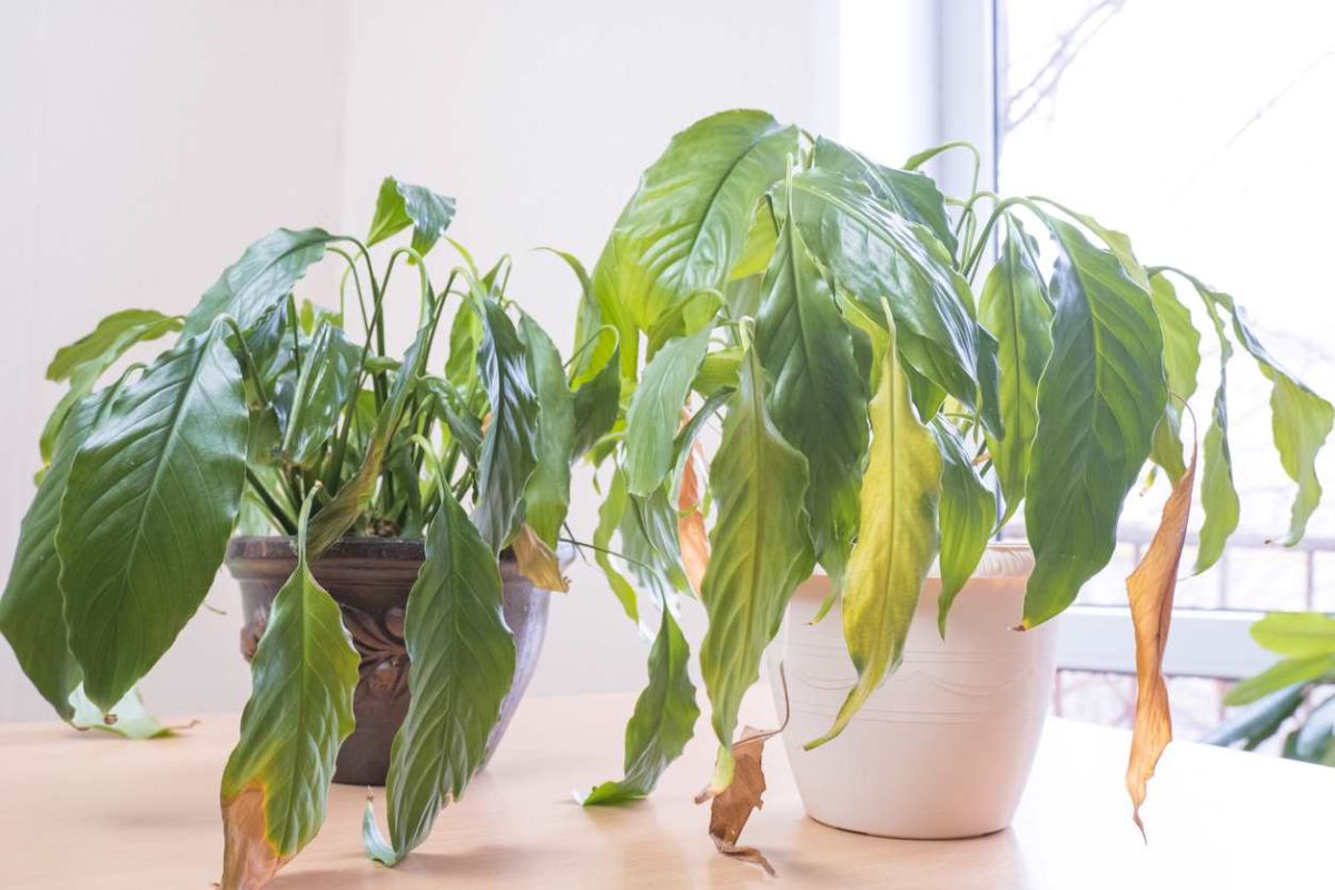 L'ennemi insoupçonné de vos plantes : et si la climatisation était le coupable ?