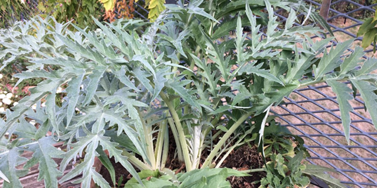 Cardon (Cynara cardunculus), un artichaut épineux