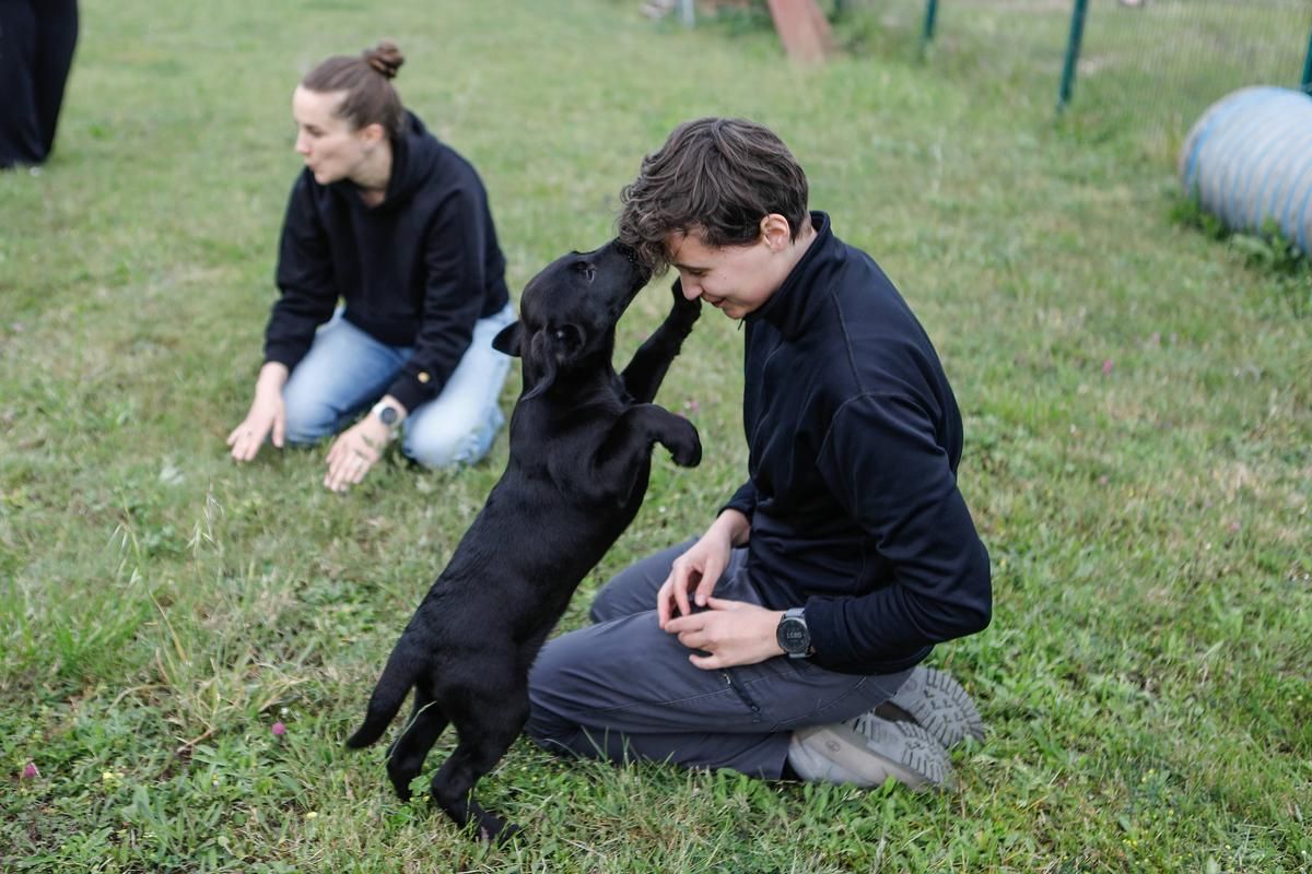 Des chiots complices : quatre labradors choisissent leurs maîtres à La Rochelle