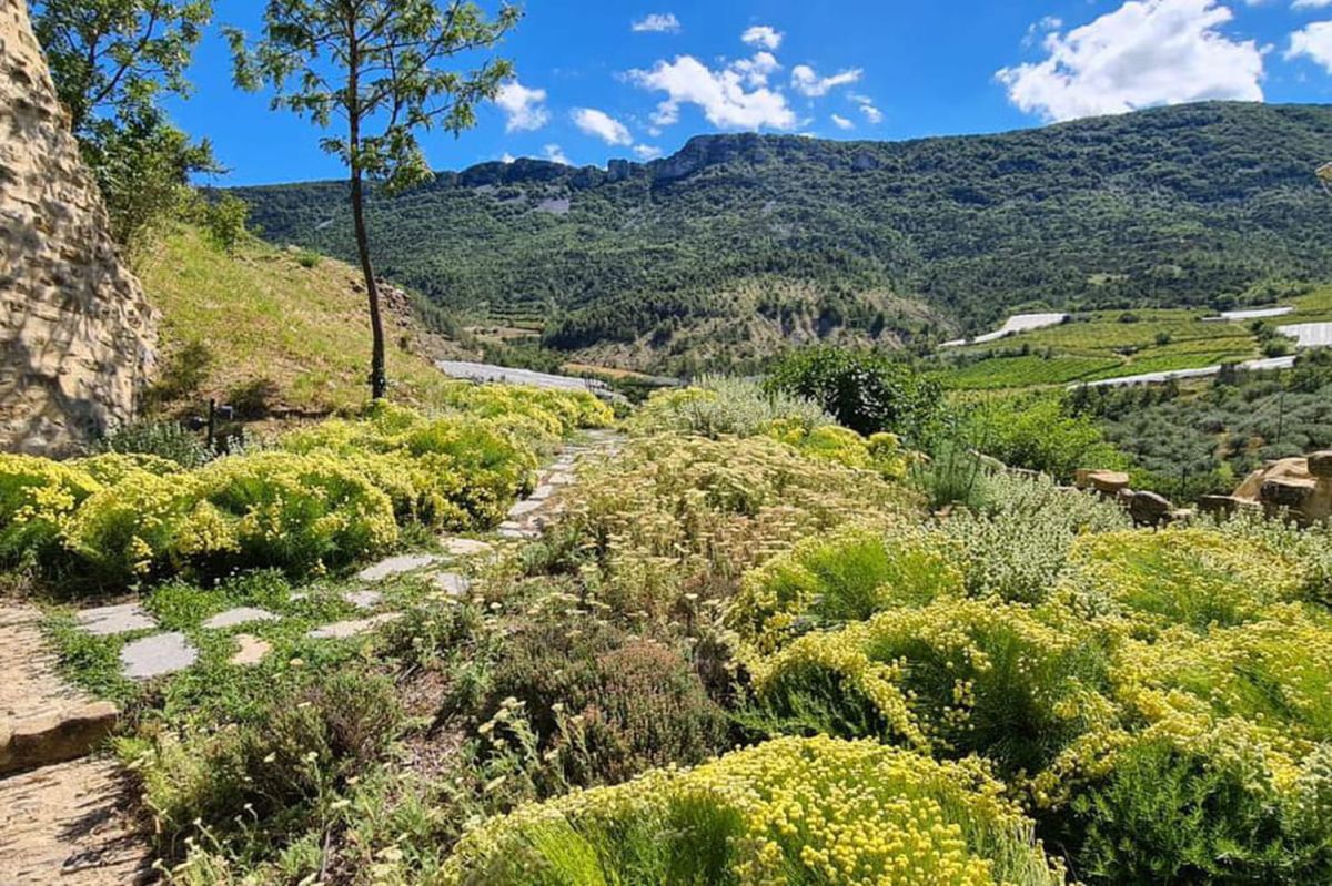Pourquoi adopter les plantes couvre-sol ?