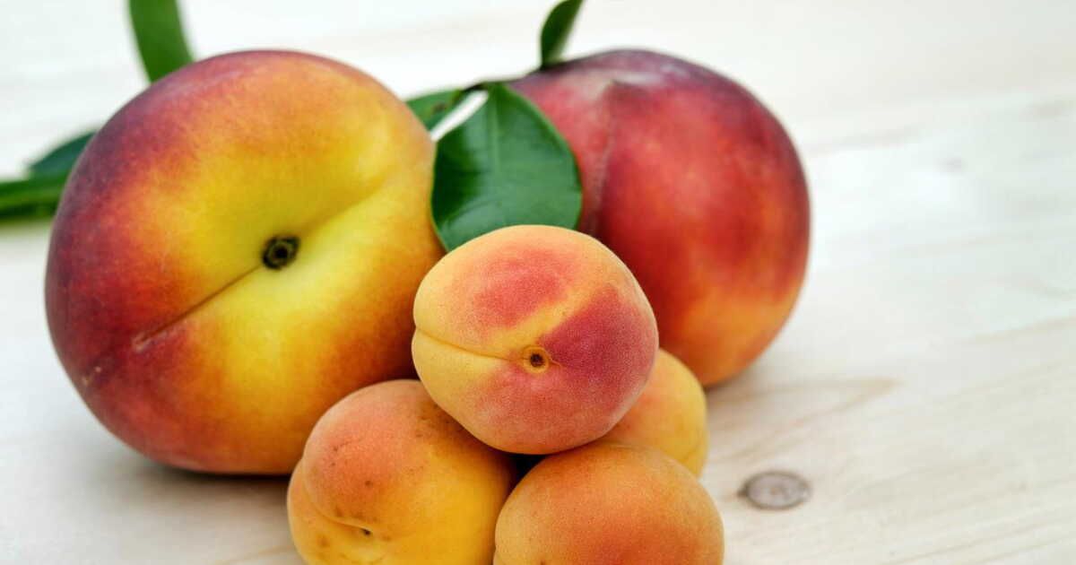Saison des fruits d'été : découvrez les délices de la récolte