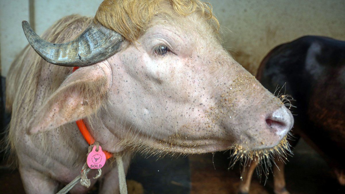 Buffle à crinière blonde : une star qui fait le buzz au Bangladesh