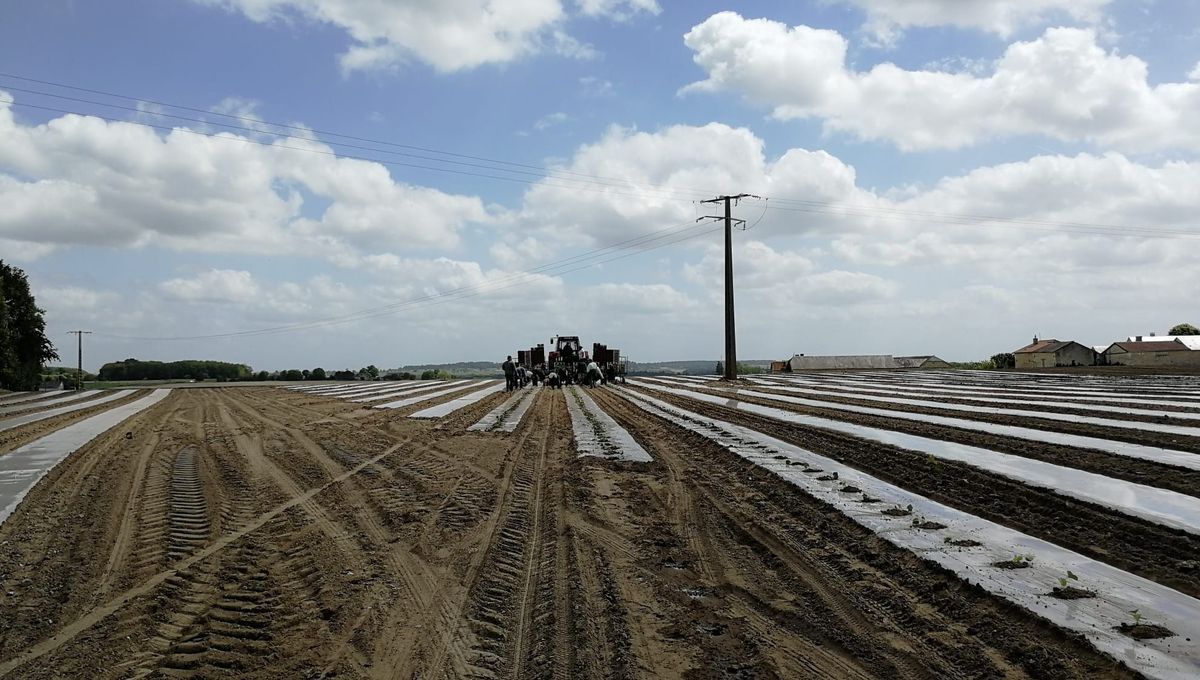 Le melon du Haut Poitou : joie des producteurs sous le soleil