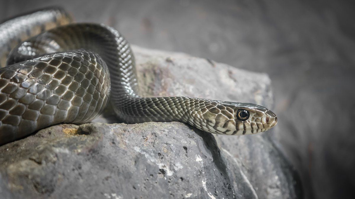 Un serpent fait des siennes à Wattrelos : un héros local s'interpose