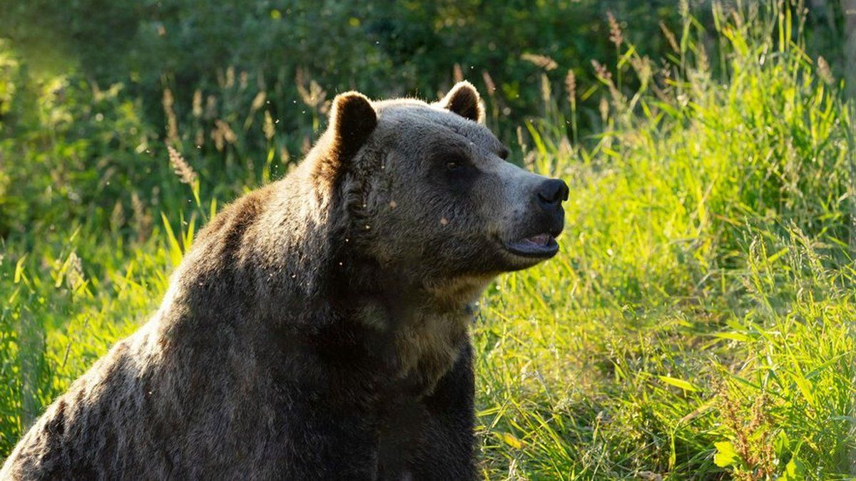 L'ours polaire : célébration controversée en Ariège provoque la colère des éleveurs