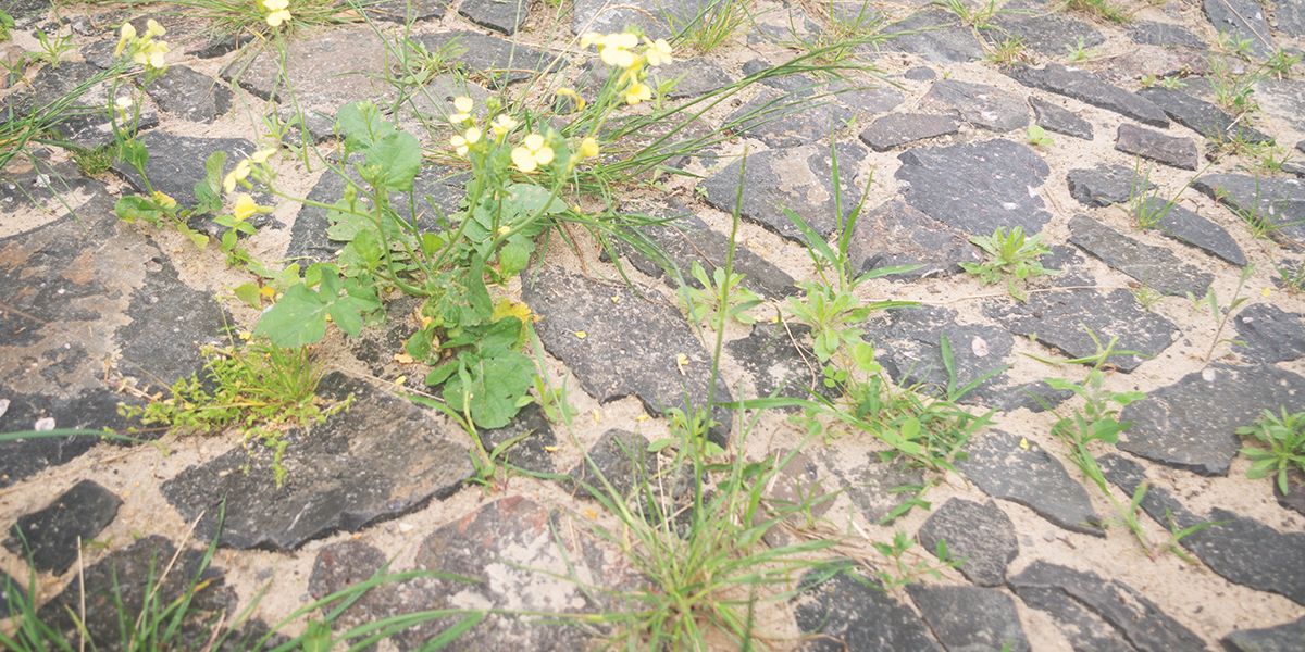 10 astuces ingénieuses pour bannir les mauvaises herbes entre les dalles
